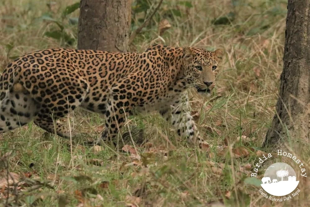 Leopard Bardia National Park Nepal
