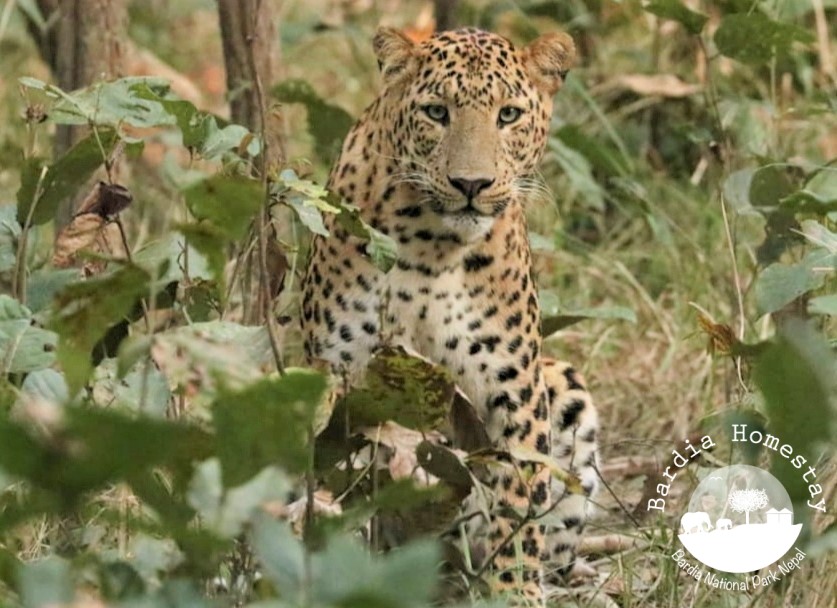 Leopard Bardia National Park Nepal (2) Leopard Bardia National Park Nepal