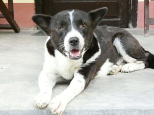 Tommy the heart of Bardia Homestay
